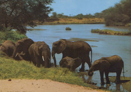 ELEFANTE Animales Vintage Tarjeta Postal CPSM #PBS736.A - Elephants