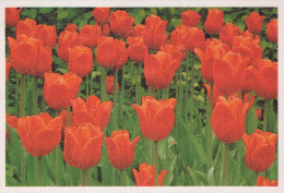 FLOWERS Vintage Postcard CPSM #PAR119.GB - Fleurs