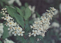 FLOWERS Vintage Postcard CPSM #PBZ730.GB - Fleurs