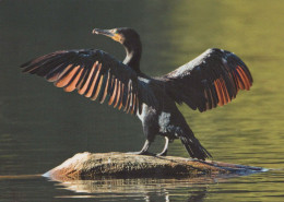 BIRD Animals Vintage Postcard CPSM #PBR539.GB - Pájaros