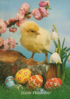 EASTER CHICKEN EGG Vintage Postcard CPSM #PBP157.GB - Ostern