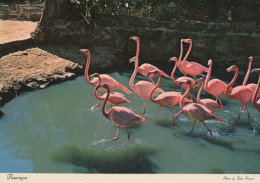 OISEAU Animaux Vintage Carte Postale CPSM #PAM732.FR - Pájaros