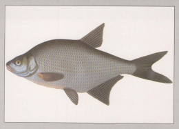 PESCADO Animales Vintage Tarjeta Postal CPSM #PBS855.ES - Vissen & Schaaldieren