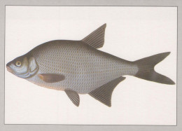 PESCADO Animales Vintage Tarjeta Postal CPSM #PBS855.ES - Fish & Shellfish