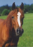 CABALLO Animales Vintage Tarjeta Postal CPSM #PBR942.ES - Paarden