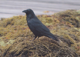 VOGEL Tier Vintage Ansichtskarte Postkarte CPSM #PAN103.DE - Pájaros