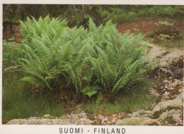 FLEURS Vintage Carte Postale CPSM #PBZ611.FR - Flores