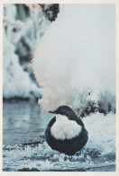 OISEAU Animaux Vintage Carte Postale CPSM #PBR418.FR - Pájaros