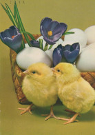 PÂQUES POULET ŒUF Vintage Carte Postale CPSM #PBO718.FR - Easter