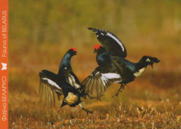 UCCELLO Animale Vintage Cartolina CPSM #PAN350.IT - Pájaros