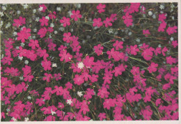 FLOWERS Vintage Ansichtskarte Postkarte CPSM #PBZ794.DE - Bloemen