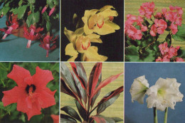 FLOWERS Vintage Ansichtskarte Postkarte CPSM #PBZ312.DE - Blumen