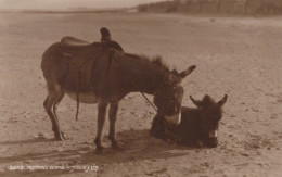 ASINO Animale Vintage CPA Cartolina #PAA229.IT - Donkeys