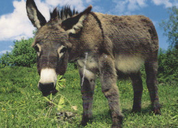 ASINO Animale Vintage Cartolina CPSM #PBR947.IT - Burros