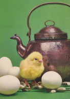 PASQUA POLLO UOVO Vintage Cartolina CPSM #PBP100.IT - Easter