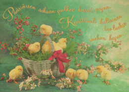 PASQUA POLLO Vintage Cartolina CPSM #PBO971.IT - Easter