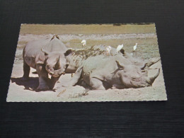 75278-    ANIMALS - NEUSHOORN / RHINO - Neushoorn