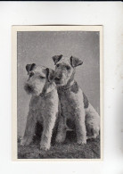 Mit Trumpf Durch Alle Welt Heitere Tierbilder II Die Drahthaarterrier    C Serie 14 # 3 Von 1934 - Otras Marcas