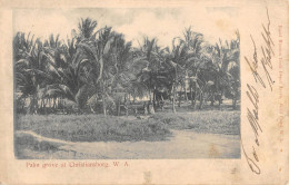 CPA / AFRIQUE / GHANA / PALM GROVE AT CHRISTIANSBORG - Ghana - Gold Coast