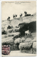 ALLEMAGNE * CPA Voyagé 1908 * Stellingen Hamburg Renntier Felsen (rochers Rennes) Carl Hagenbeck's Tierpark - Stellingen