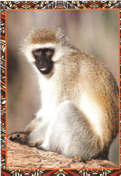 Picture Postcard Czech Republic Monkey 2024 - Affen