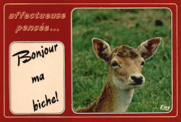 THEME  HUMOUR / LA BICHE - Humor