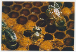 Postal Stationery China 2009 Bee - Honeycomb - Altri & Non Classificati