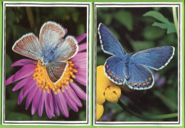 PAPILLON PAPILLONS LOT De 2 Format 11,50 X 16 Cm * Belle Image Glacée Sur Support épais Double Pour Faire Carte Postale - Butterflies