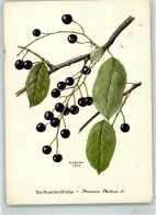 39421205 - Die Traubenkirsche Prunus Padus Sign.Ph.Goemmer - Other & Unclassified