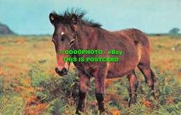 R519765 Devon. Dartmoor Pony. Dartmoor. N. P. O. Dexter. Litho - Mondo