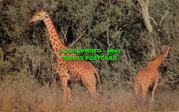 R519766 Wild Animals. Giraffe. J. Salmon. Postcard - Mondo