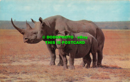 R519769 Wild Animals. Rhinoceros. J. Salmon. Postcard - Mondo