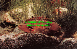 R519770 Shore Crab. J. Salmon. Postcard - Mondo