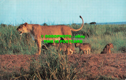 R519771 African Wild Life. Lioness And Cubs. J. Salmon - Mondo