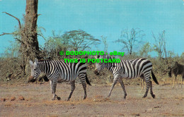 R519775 African Wild Life. Zebra. J. Salmon - Mondo