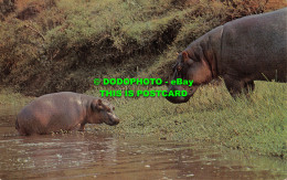 R519776 Wild Animals. Hippopotamus. J. Salmon - Mondo