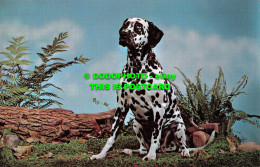 R519786 Purebred Dalmatian. Koppell Color Cards. Upper Michigan Card George M. H - Mondo