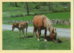 Chevaux : La Jument Et Son Poulain (voir Scan Recto/verso) - Chevaux