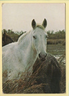 Chevaux : Image De Camargue (voir Scan Recto/verso) - Chevaux