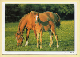 Chevaux : Jument Et Son Poulain / Crinières Au Vent (voir Scan Recto/verso) - Horses