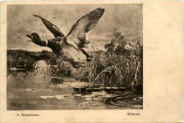 Wildente - Oiseaux