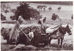 AGRIUCLTURE FENAISON  ATTELAGE - Wagengespanne