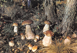 65-CHAMPIGNONS DANS NOS FORETS-N° 4408-A/0101 - Otros & Sin Clasificación