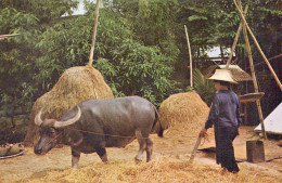 THAI FARMERS TRESH BY BUFFALO - Thaïlande