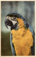 Papagei - Oiseaux