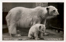 Berlin - Zoologischer Garten - Polar Bear - Eisbär - Andere & Zonder Classificatie