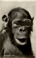 Schimpanse Titine - Scimmie