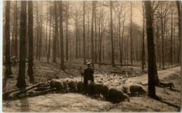 Bruxelles - Les Moutons Dans Le Bois De La Cambre - Autres & Non Classés