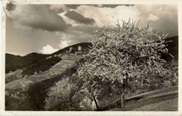 Bühl - Ruine Windeck - Bühl