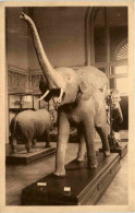 Tervueren - Musee Du Congo Belge - Elephant - Autres & Non Classés